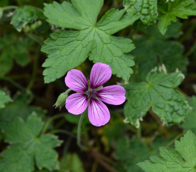 Geranium-SueCrug.16-2.jpg