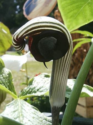 A.ringens1kl.jpg