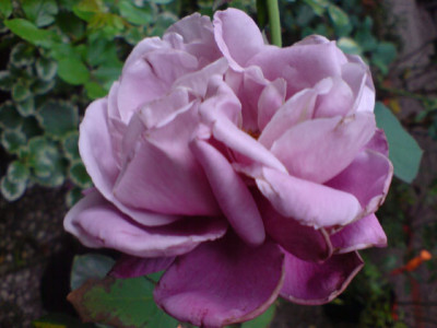 lilac_wunder_4.JPG