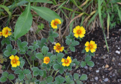 Potentilla-unbekannt.16-1.jpg