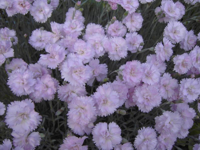 PICT1168.JPG