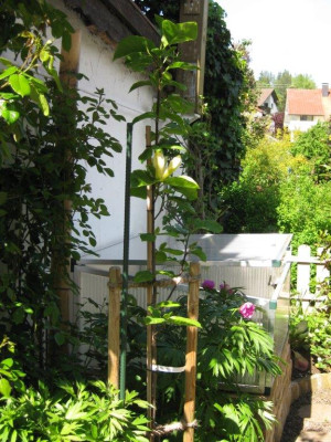 05_2016 Sun Spire Ganzkörperbild2.jpg