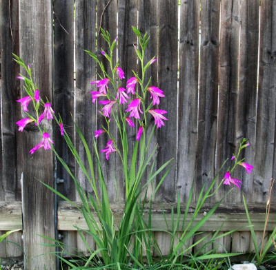 Gladiole 27.05.16.JPG