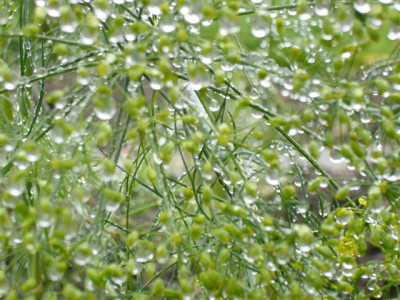 Dill.JPG