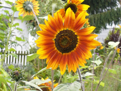 Sonnenblume_004.jpg