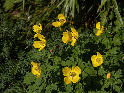 Meconopsis-cambrium1.jpg