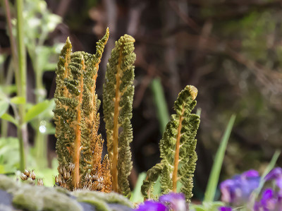 O.cinnamomea-var-fokiensis2.jpg