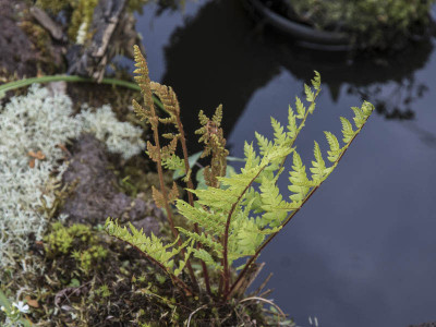 O.cinnamomea-var-fokiensis1.jpg
