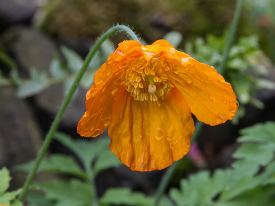 Meconopsis-cambricum2.jpg
