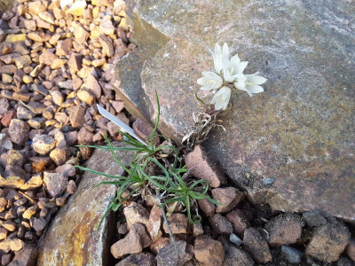 Edraianthus niveus 26.05.16.jpg