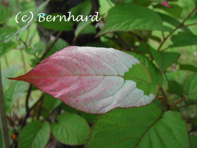 actinidia_kolomikta_1.jpg