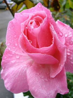 Rose_in_Nachbars_Garten.JPG