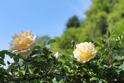 rose agnes.JPG