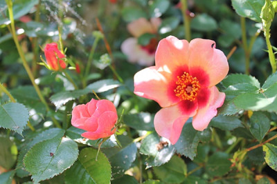 rose cheweyesup.JPG