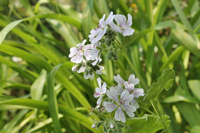 Geranium renardii.JPG