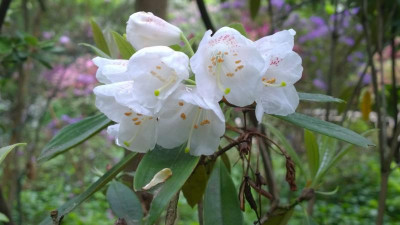 WP_20160525_007 Rhododendron  argyrophyllum ssp. omeiense L.530.jpg