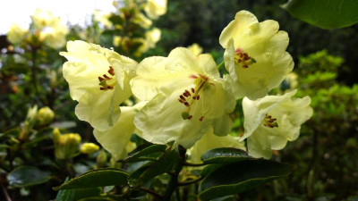 WP_20160527_013 Rhododendron wardii var.wardii L&S 5679.jpg