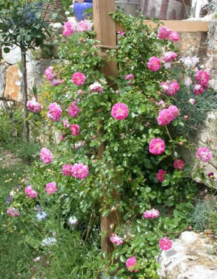 DSCN8379_Mehr_als_siebzig_Bluten_im_ersten_Jahr_der_Rose_Alexander_Girault__01_.jpg