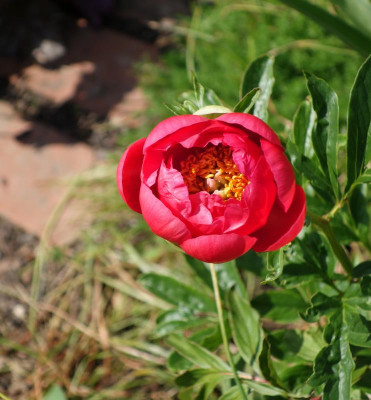 Paeonia-AbalonPearl.16-1.jpg