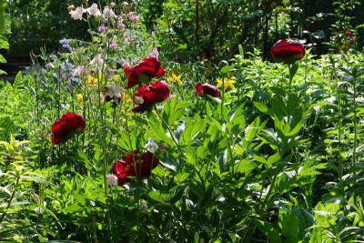 Paeonia-Buckeye-Belle.16-3.jpg
