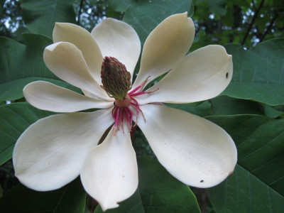 Magnolia 27.5.16 ue.JPG