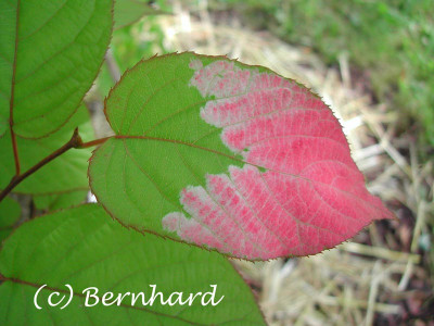 actinidia_kolomikta_2.jpg
