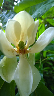 WP_20160527_025 Magnolia fraseri ssp.pyramidata.jpg