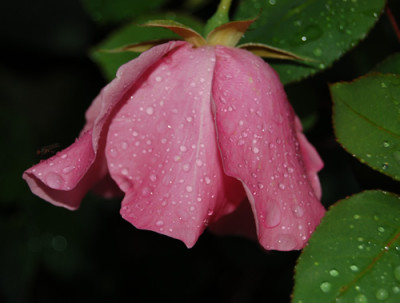 Dainty_Bess_RH_0012_95.jpg