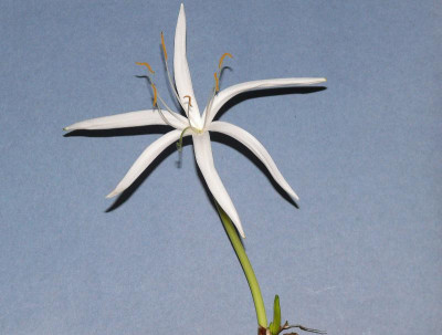 Crinum calamistratum_P1120765.JPG