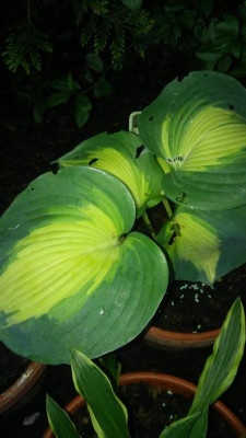 20160527_202913.jpg
