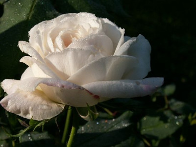 Boule-de-Neige.jpg