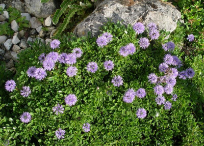 Globularia cordifolia 27.05.16.JPG