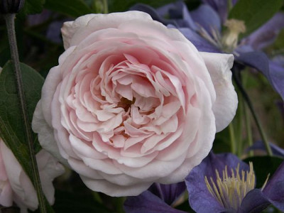 Blanche_Lafitte-09-06.jpg