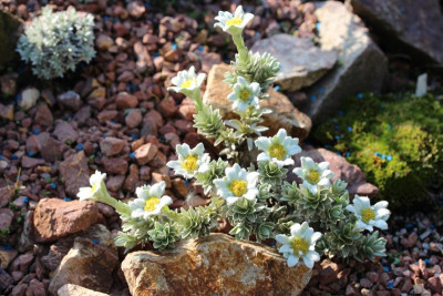 Leucogenes leontopodium 27.05.16.JPG