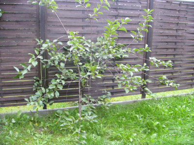 barbel_baum_u._geburtstag_012.jpg
