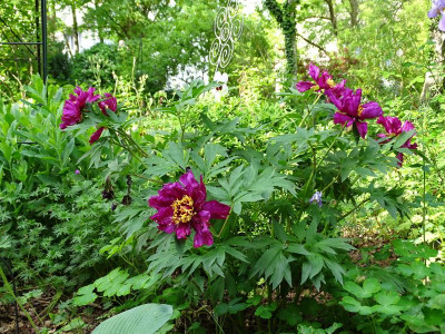 DSC06468.JPG