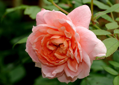R_Colette10806.jpg
