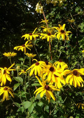 Rudbeckia_subtomentosa_Sept.jpg