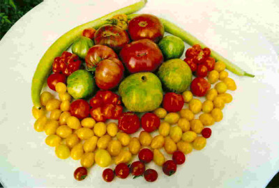 Tomaten_4.jpg