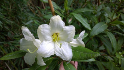 WP_20160527_050 Rhododendron liliiflorum PW116.jpg