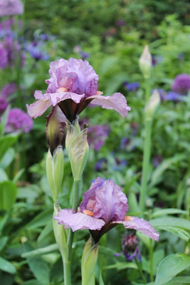 Iris 'Miss Mauve'.1JPG.JPG