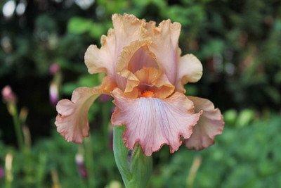 Iris Cascading Rainbow.JPG