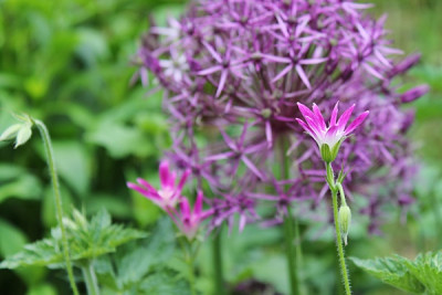Geranium oxonianum 'Thurstonianum'.JPG