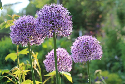 Allium giganteum.JPG