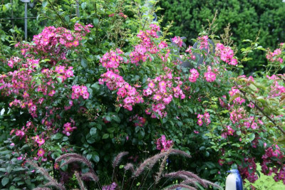 Rose Juanita0115.JPG