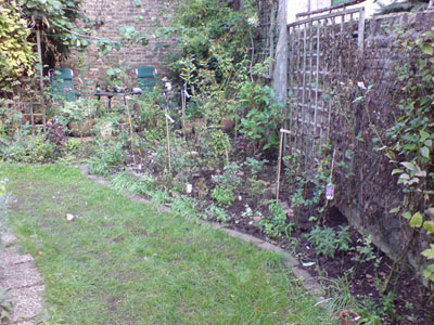 morbides_beet_sept_06.JPG