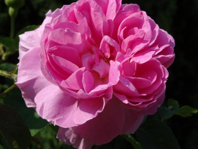 rose01.jpg