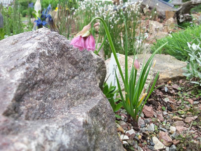 Allium insubricum 28.05.16.jpg