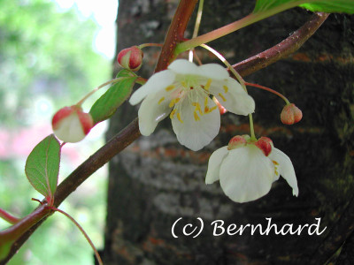 actinidia_kolomikta_3.jpg