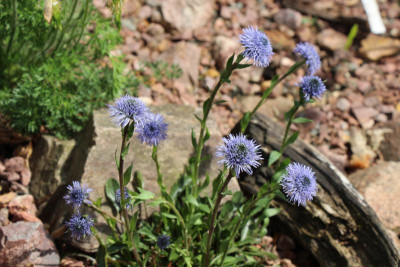 Globularia valentina 22.05.16.JPG